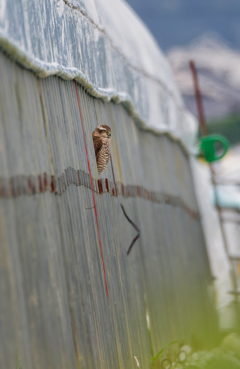 北雀鷹 - ML644636736