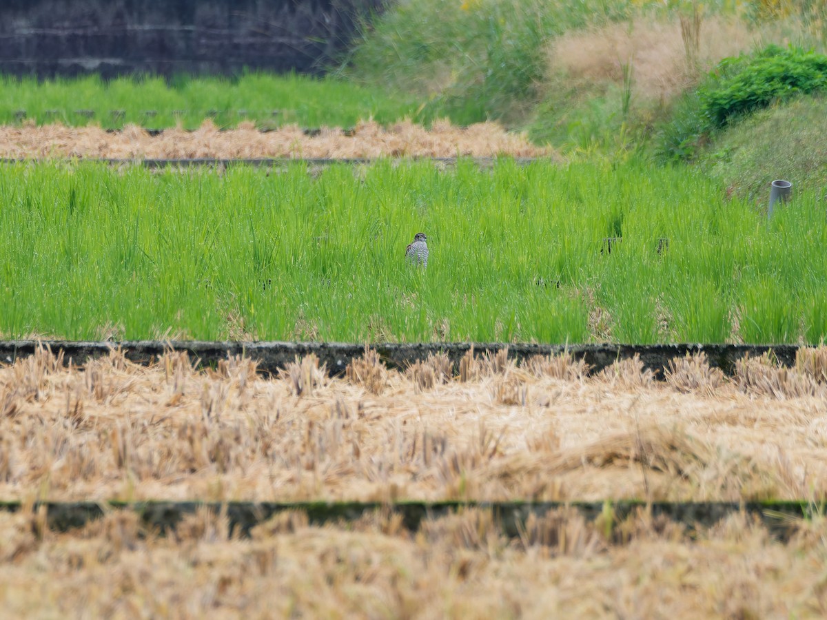 北雀鷹 - ML644636743