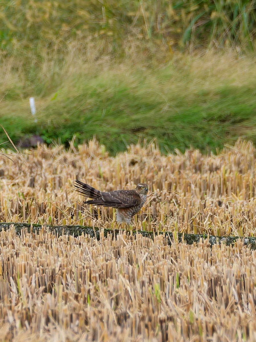 北雀鷹 - ML644636747