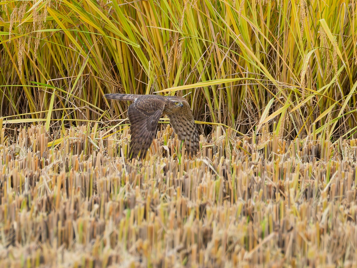 北雀鷹 - ML644636748