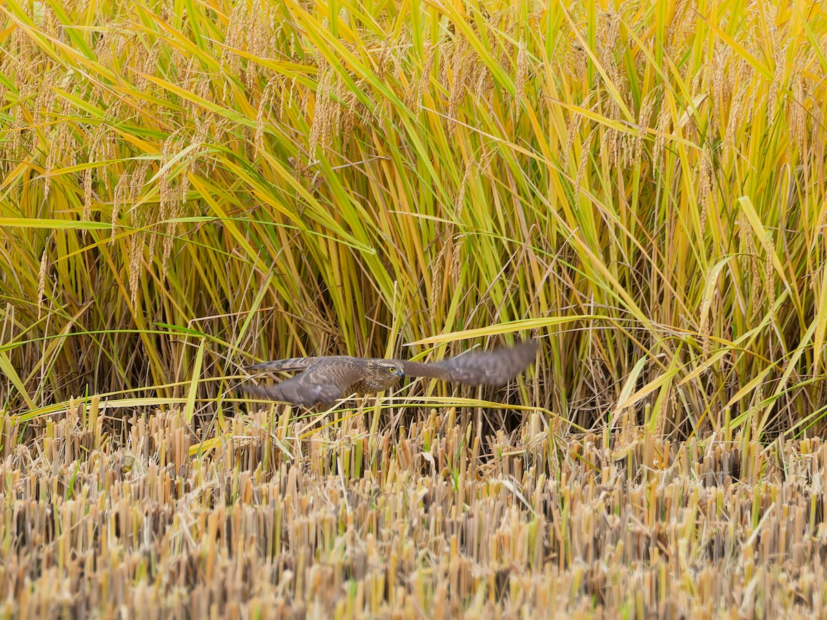 北雀鷹 - ML644636749