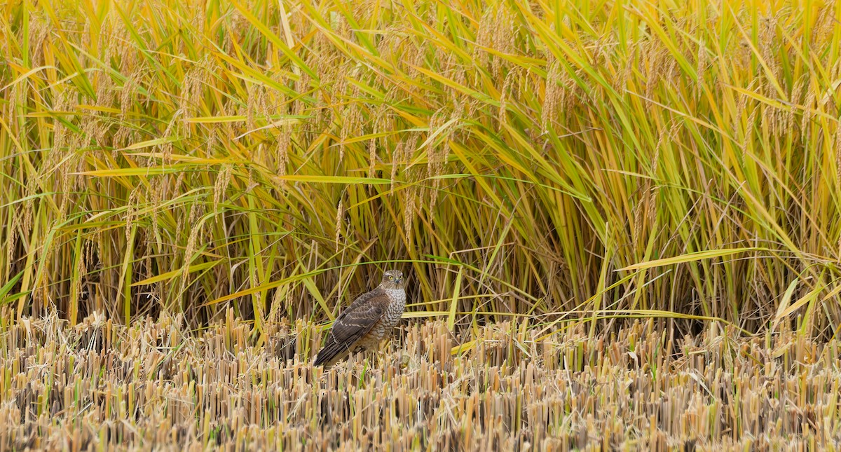 北雀鷹 - ML644636750