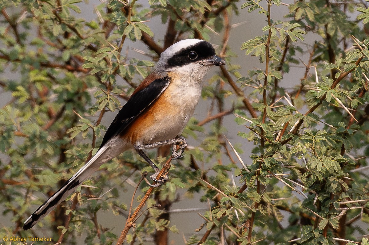Bay-backed Shrike - ML644636752