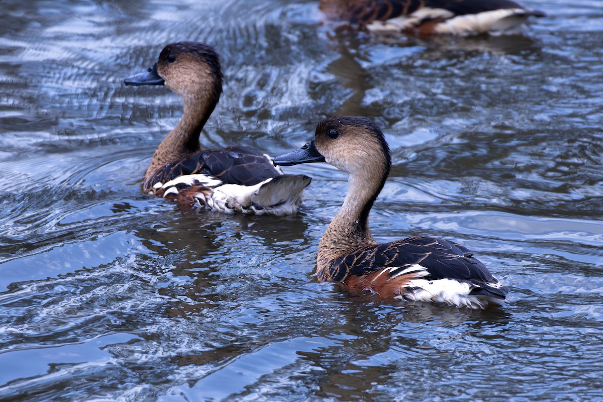 オオリュウキュウガモ - ML644636754