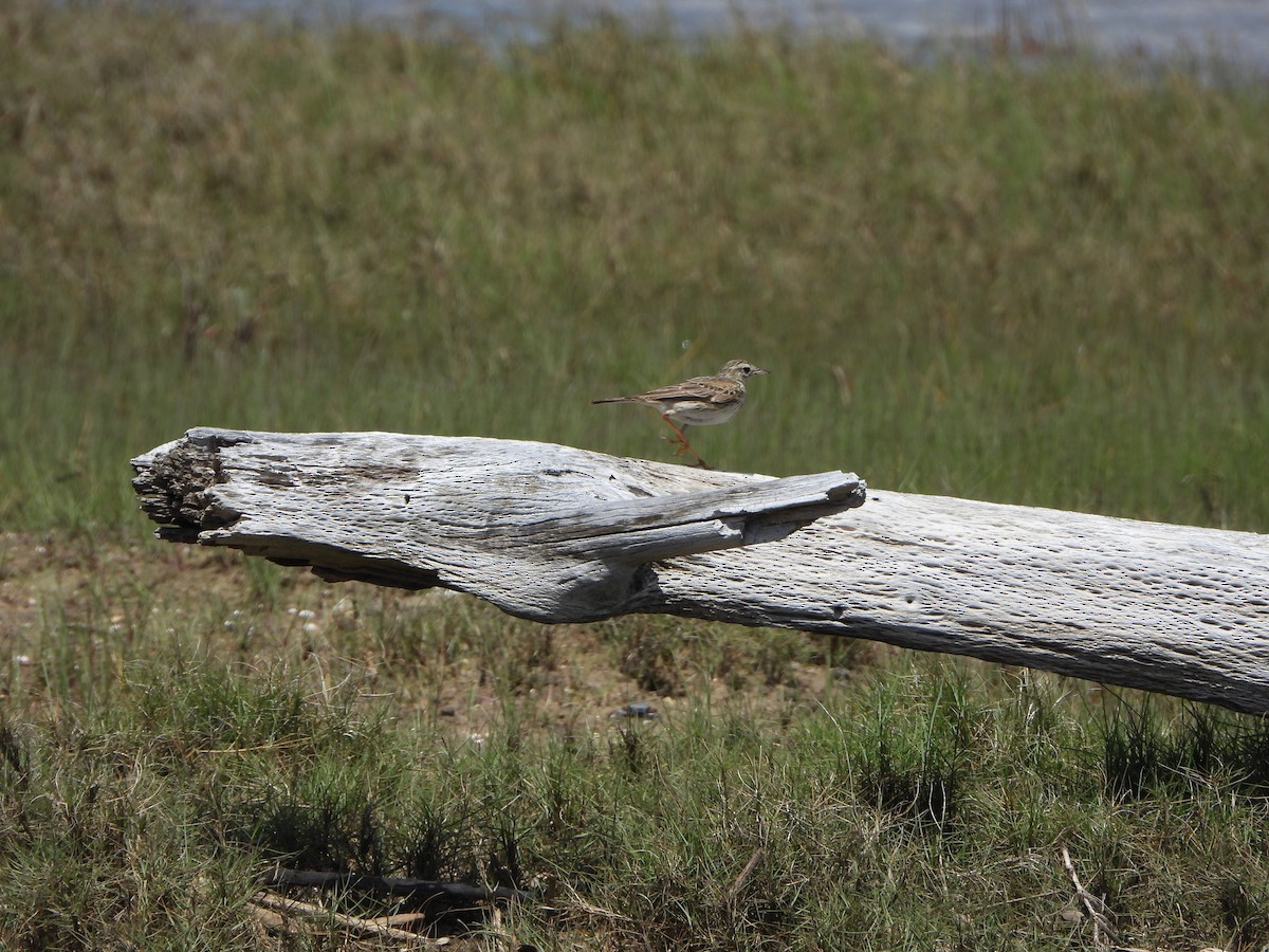 Australian Pipit - ML644636755