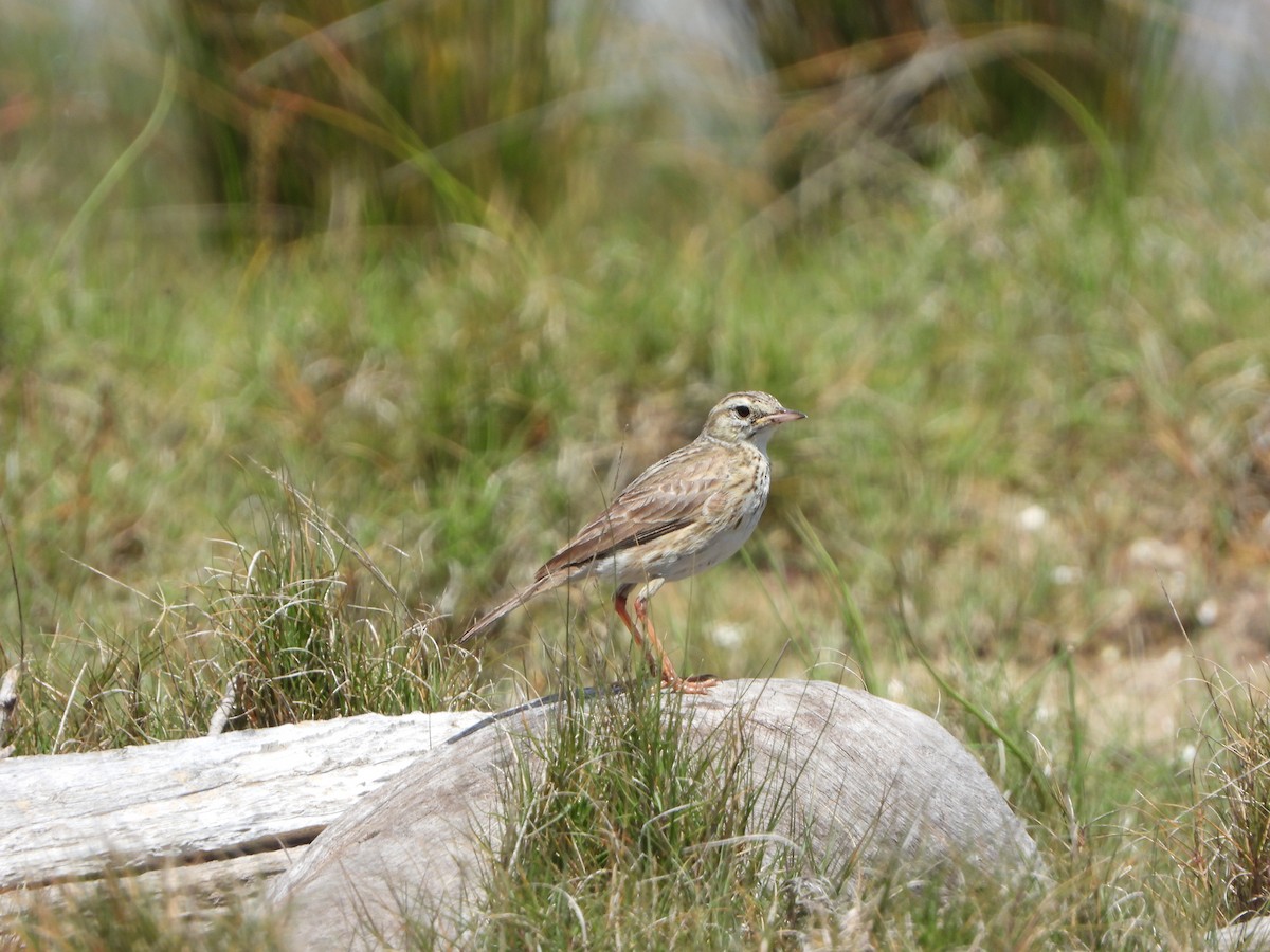 Australian Pipit - ML644636756