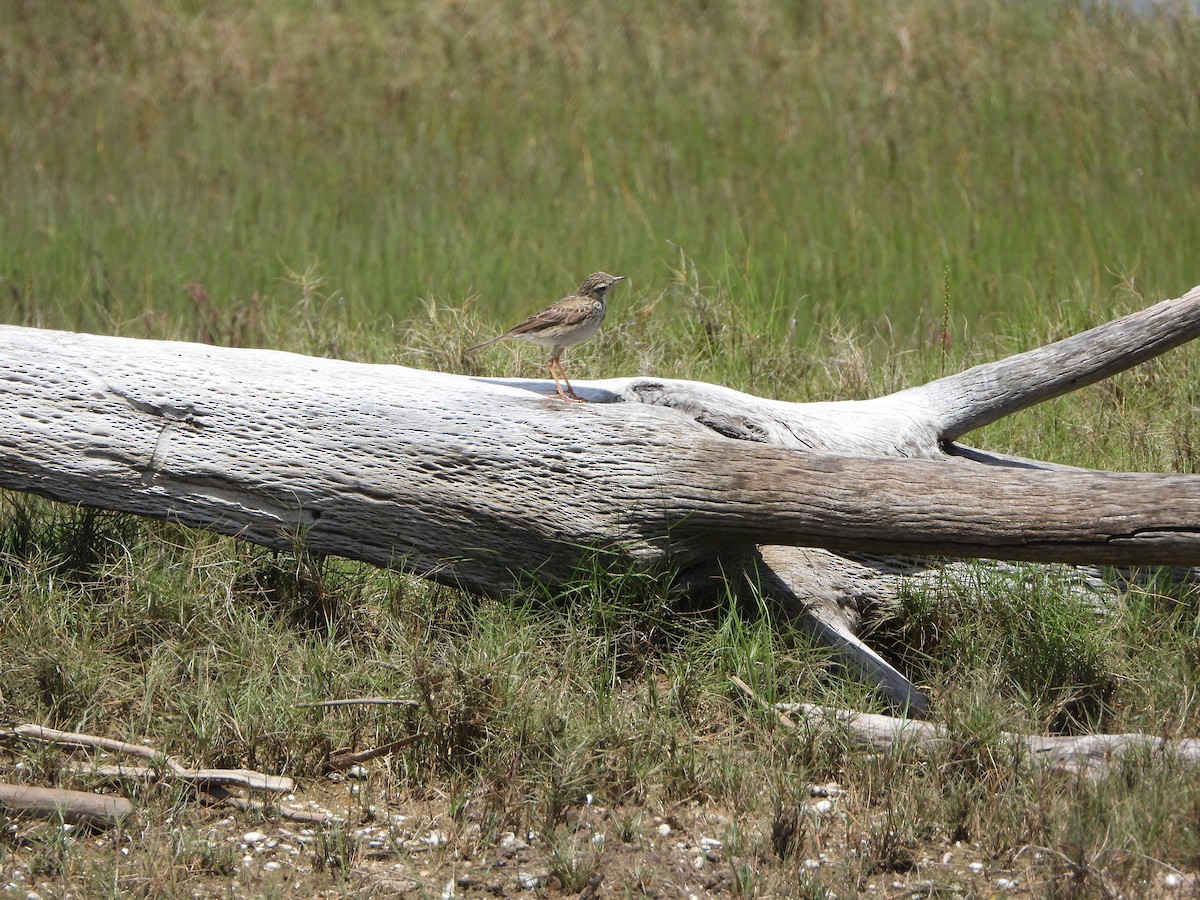 Australian Pipit - ML644636757
