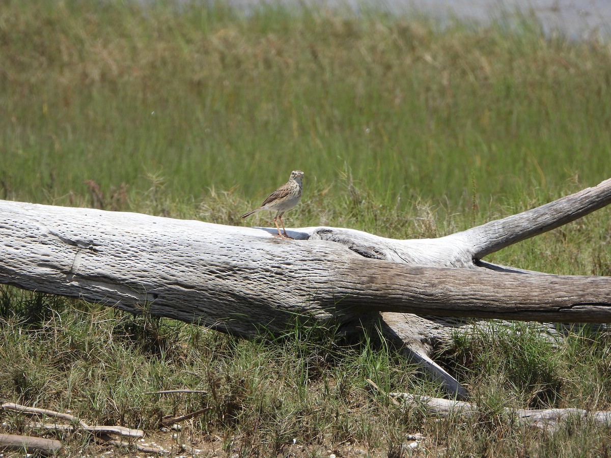 Australian Pipit - ML644636760