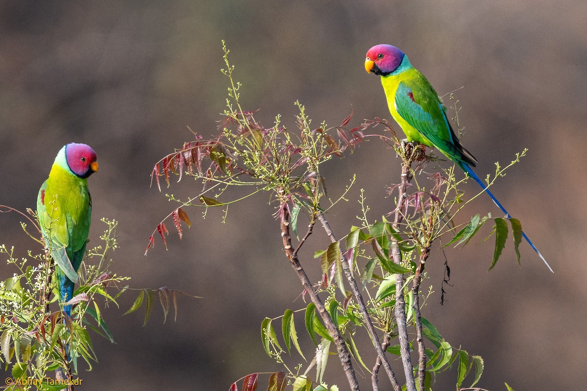 Папужець фіолетовоголовий - ML644636780