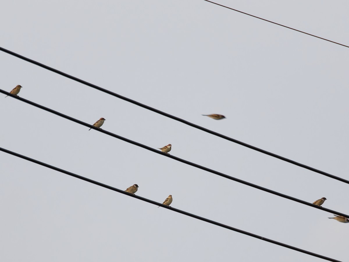 山麻雀 - ML644636782