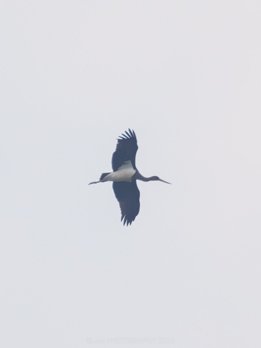 Black Stork - ML644636784
