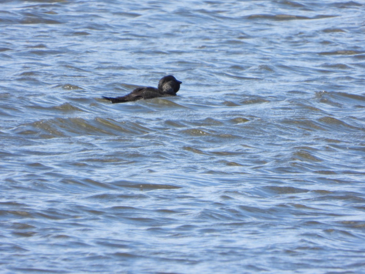 Musk Duck - ML644636789