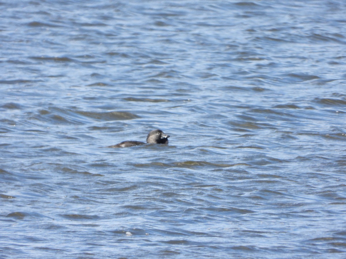 Musk Duck - ML644636790