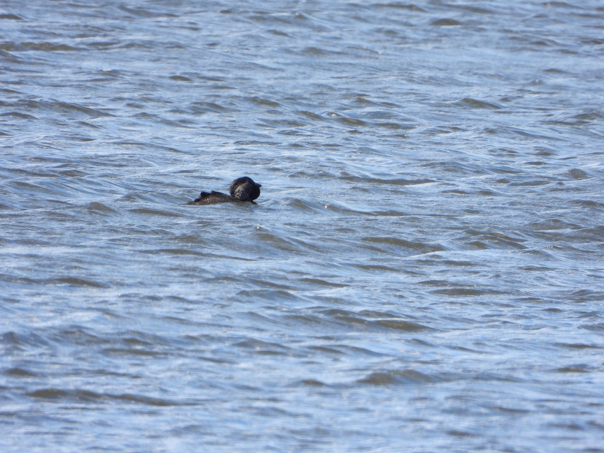 Musk Duck - ML644636791