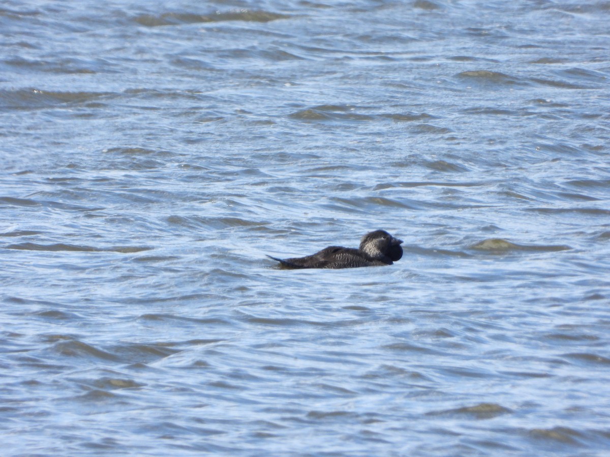 Musk Duck - ML644636792