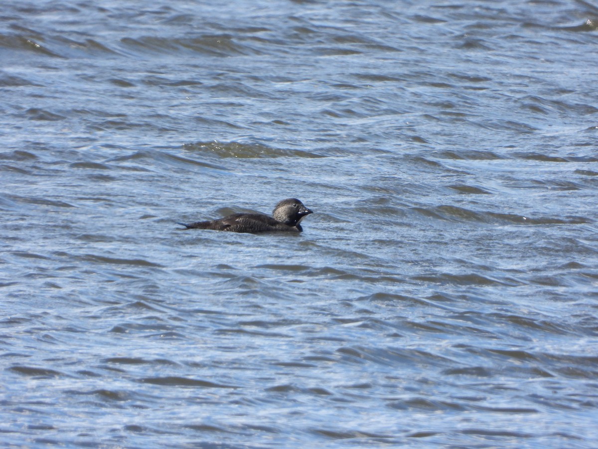 Musk Duck - ML644636793