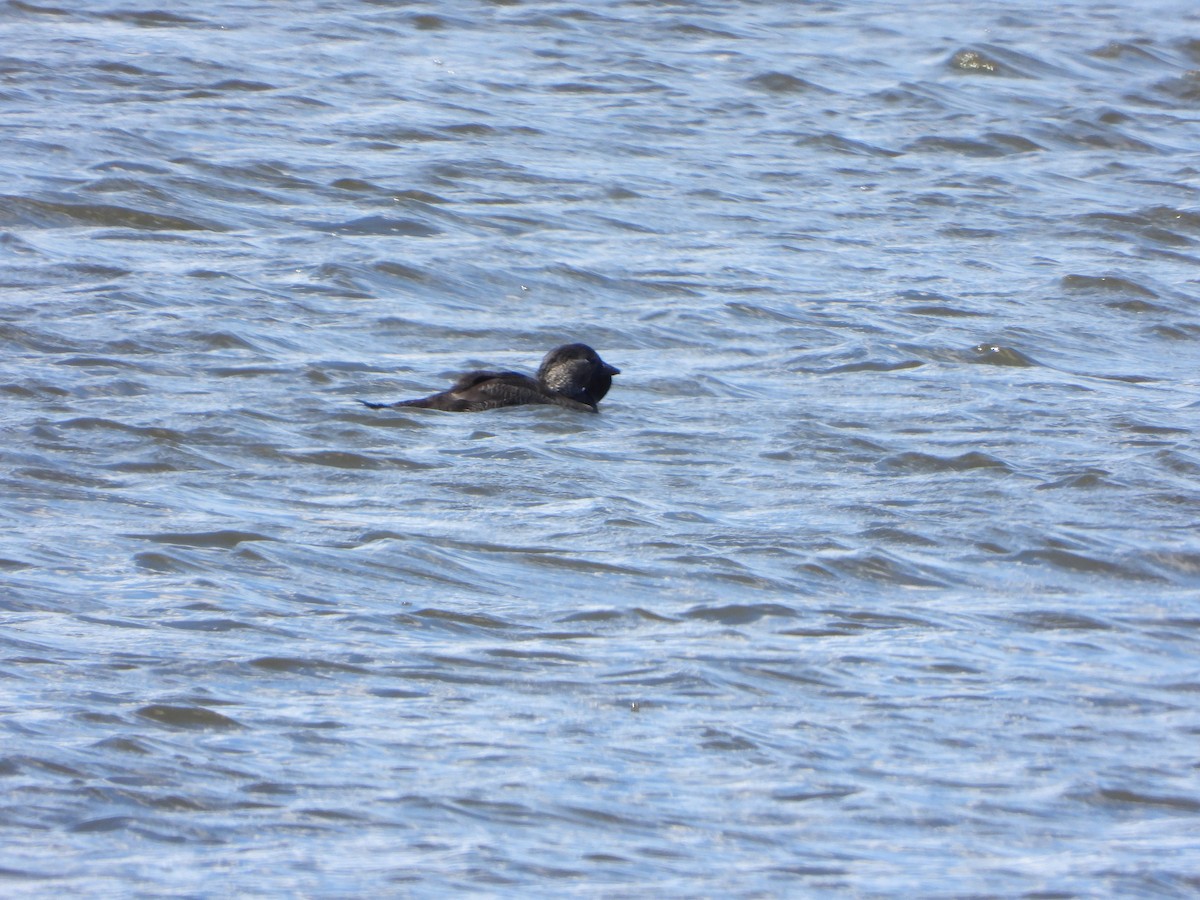 Musk Duck - ML644636795