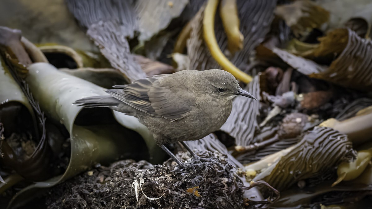 Correndera Pipit (Falklands) - ML644636812