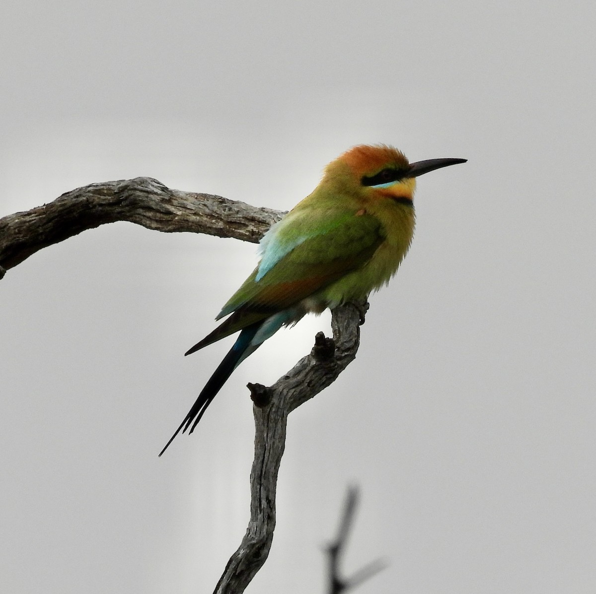 Regenbogenspint - ML644636813