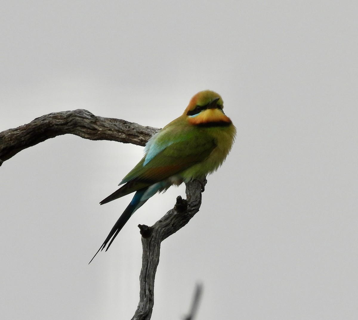 Regenbogenspint - ML644636814