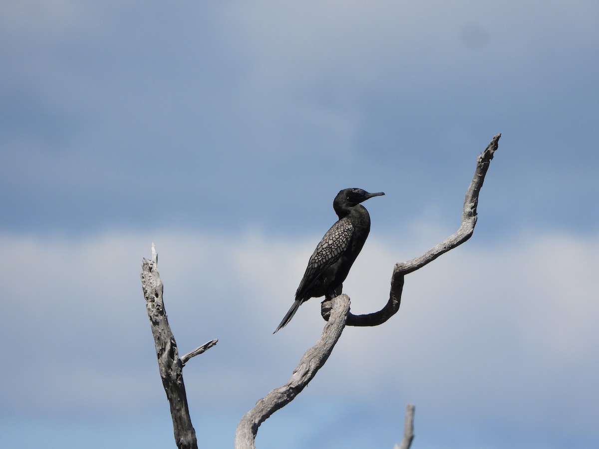 Kömür Karabatağı - ML644636820