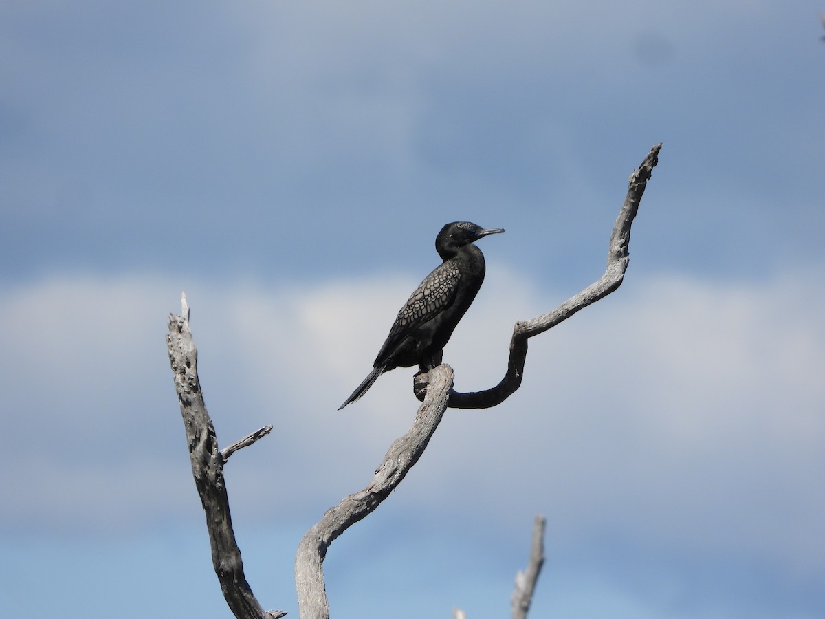 Kömür Karabatağı - ML644636821