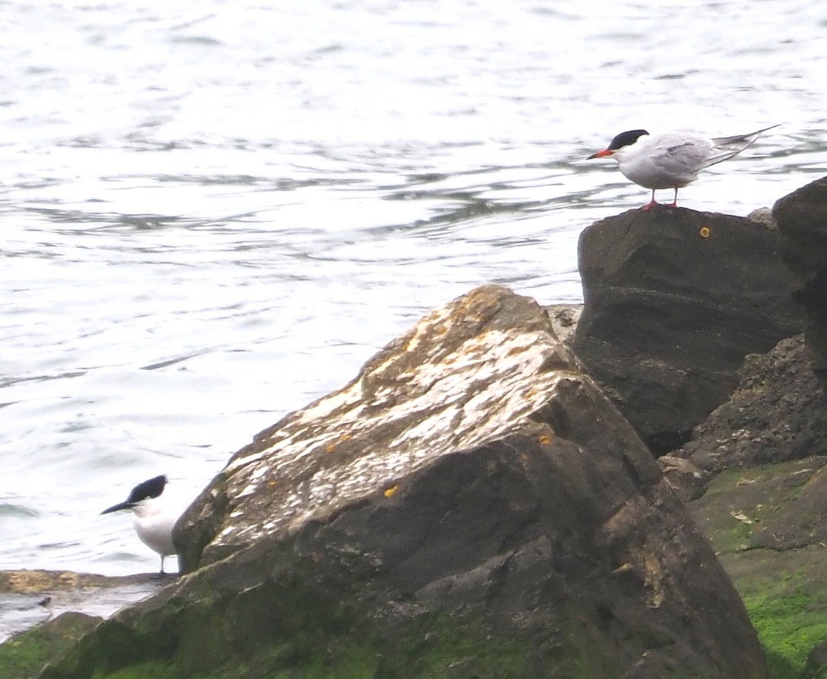 rybák obecný - ML644636827