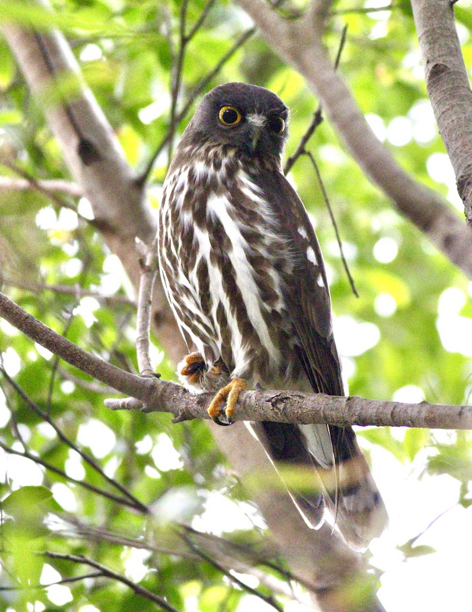 Northern Boobook - ML644636832