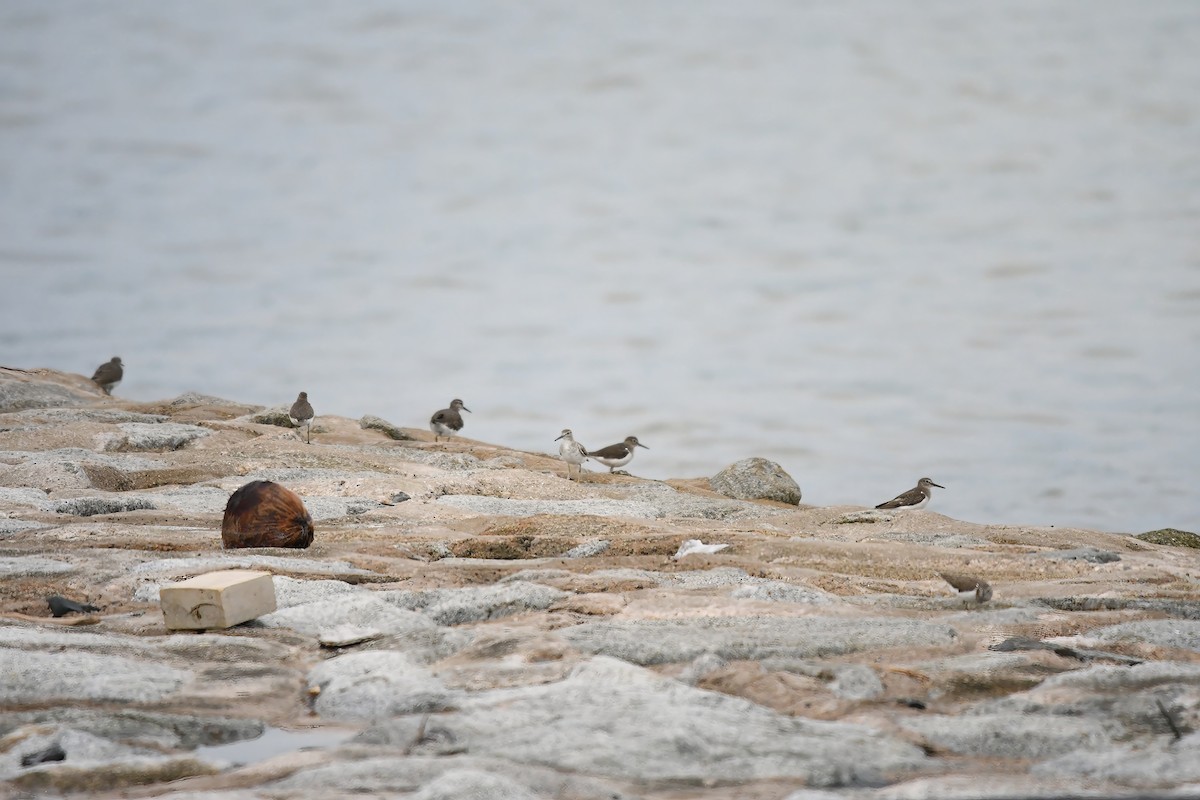 Common Sandpiper - ML644636833