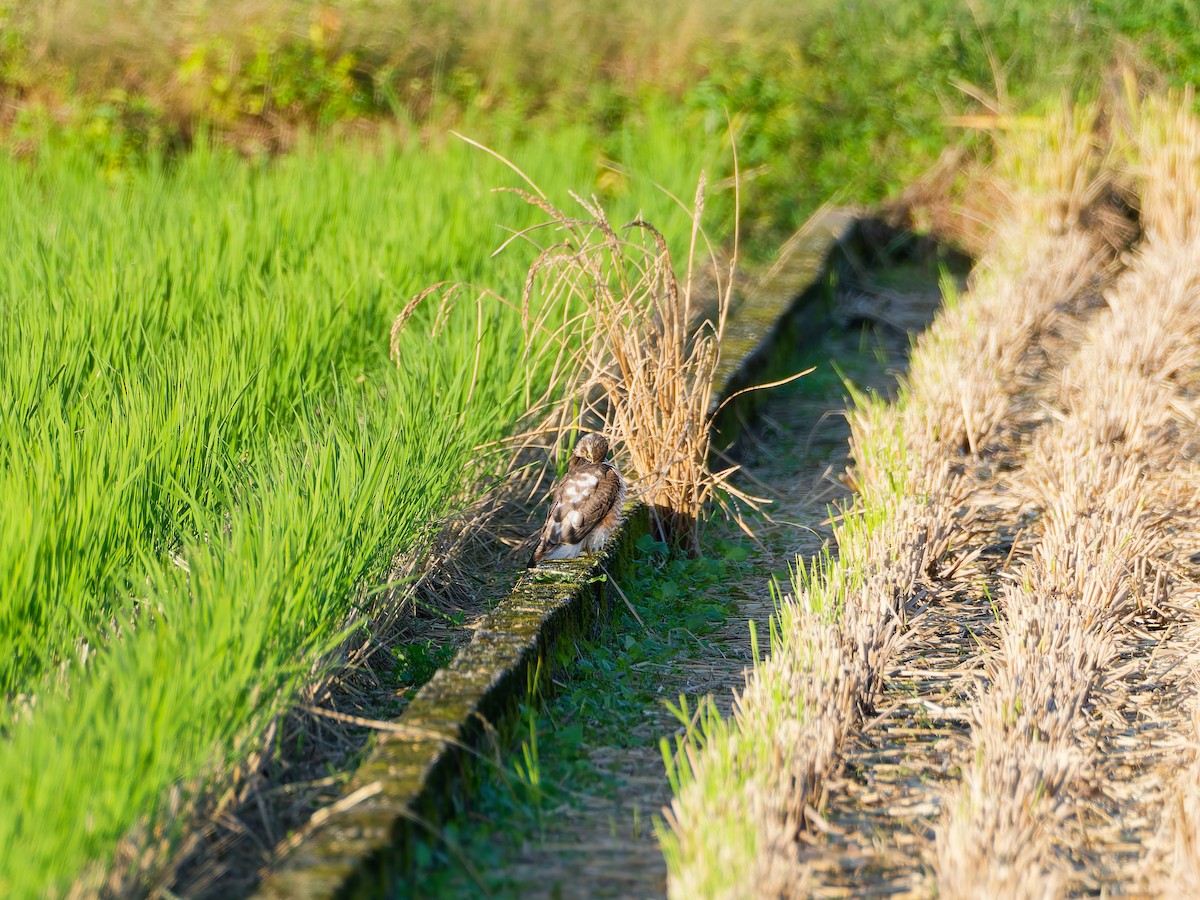 北雀鷹 - ML644636834