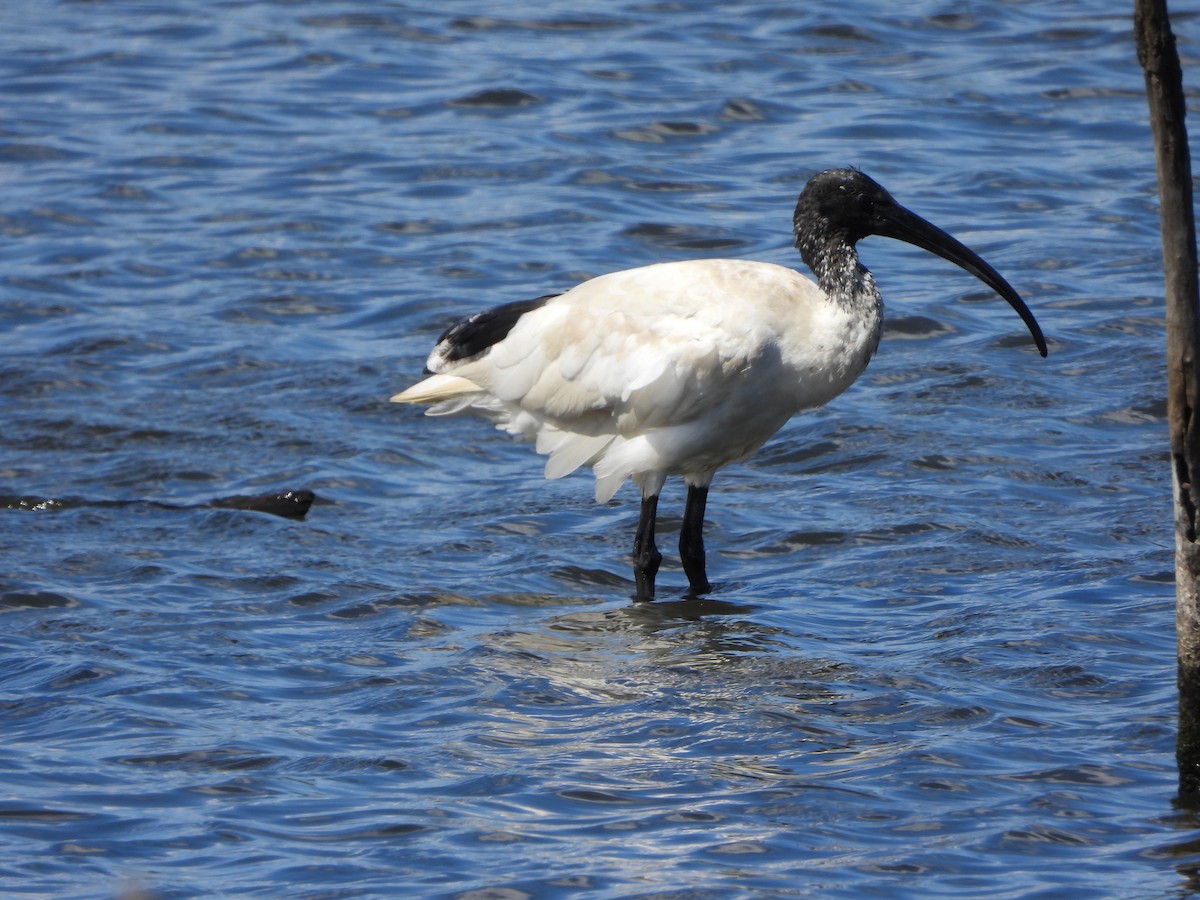 ibis australský - ML644636835
