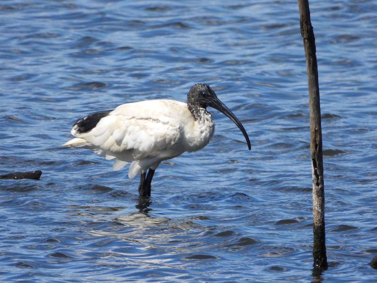 ibis australský - ML644636836