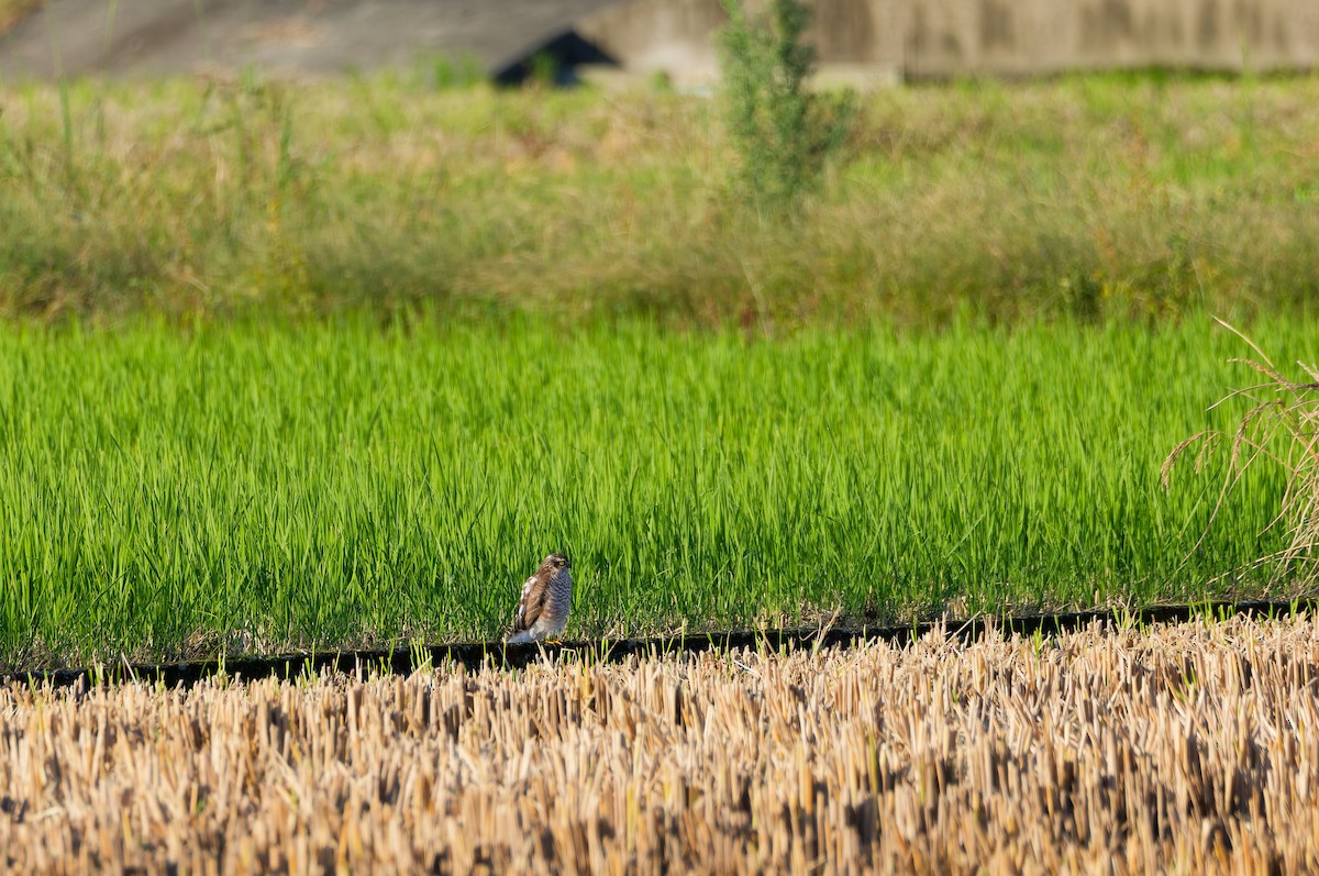 北雀鷹 - ML644636837