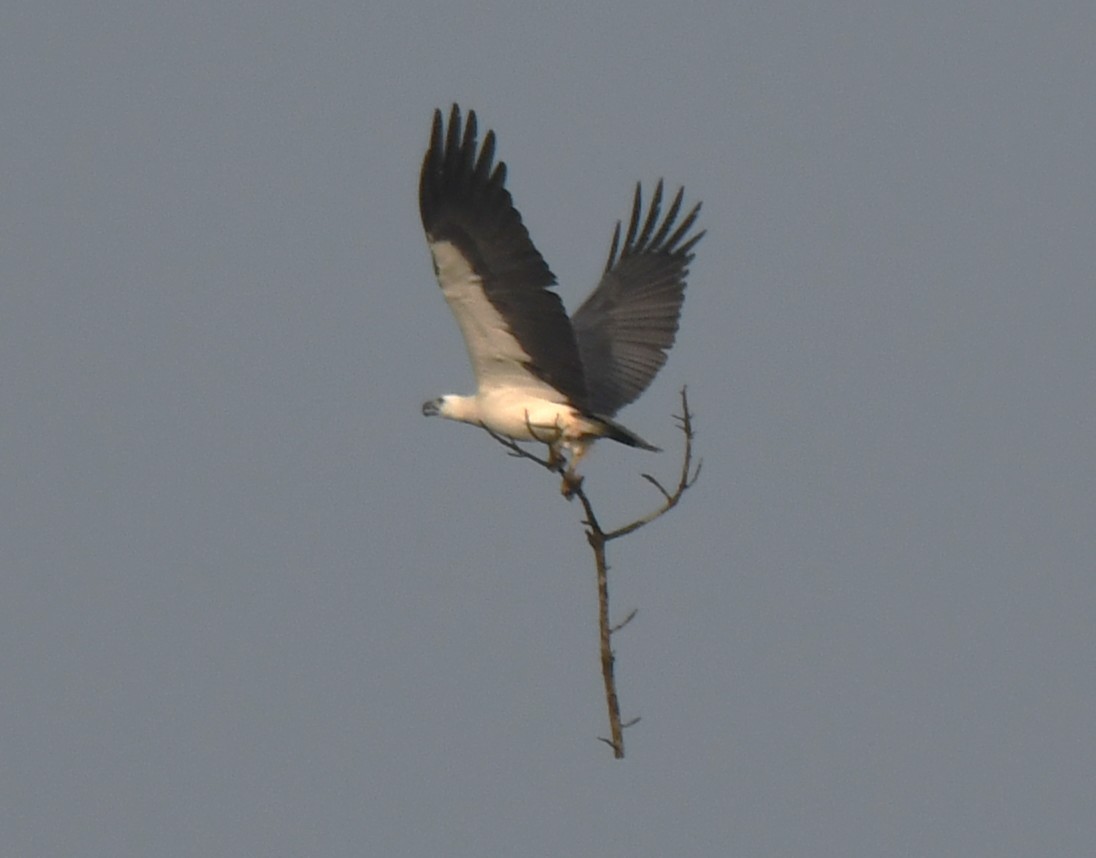 White-bellied Sea-Eagle - ML644636840