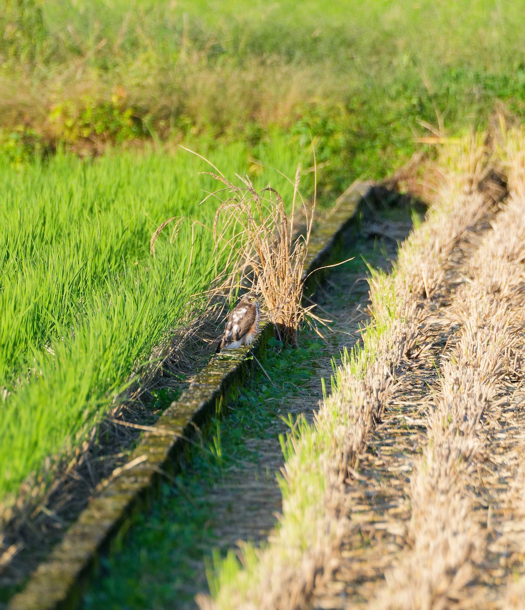 北雀鷹 - ML644636841