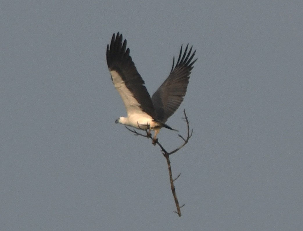 White-bellied Sea-Eagle - ML644636843