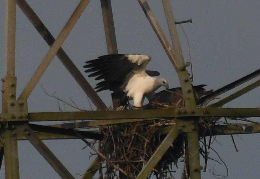White-bellied Sea-Eagle - ML644636846