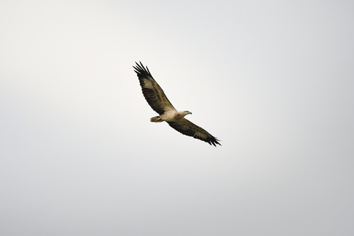 White-bellied Sea-Eagle - ML644636847