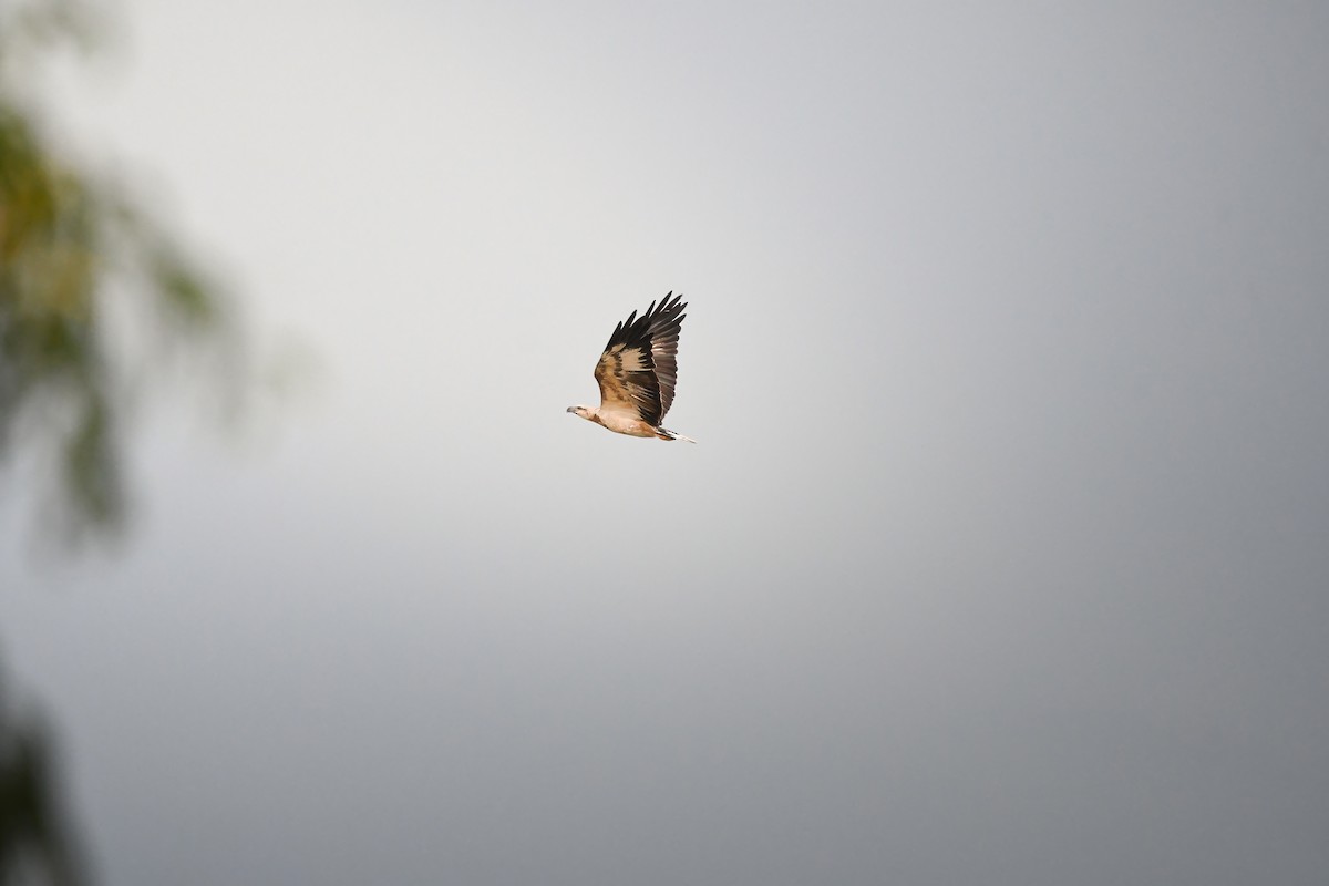 White-bellied Sea-Eagle - ML644636848