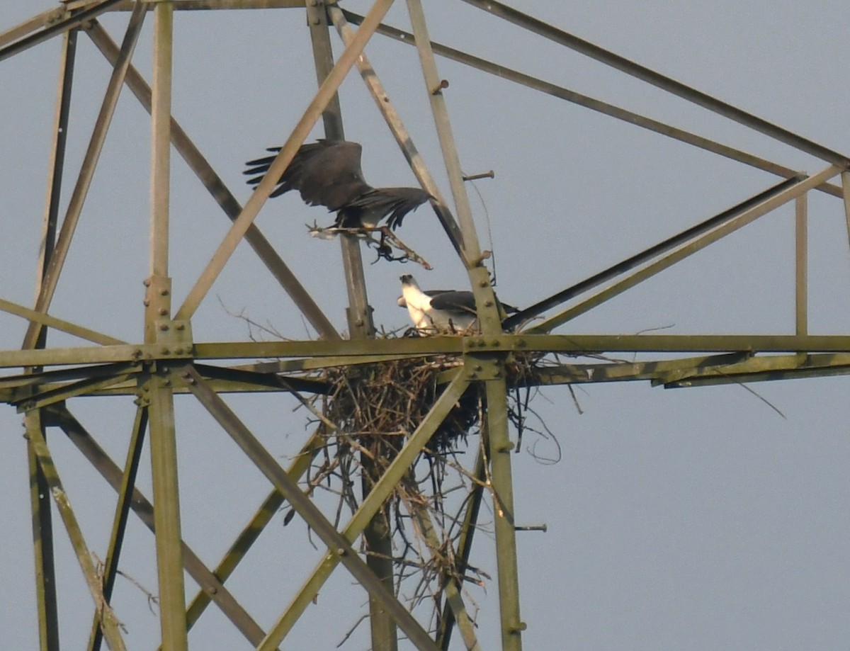 White-bellied Sea-Eagle - ML644636849