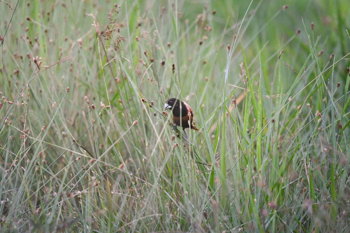 Kestane Rengi Munya - ML644636866