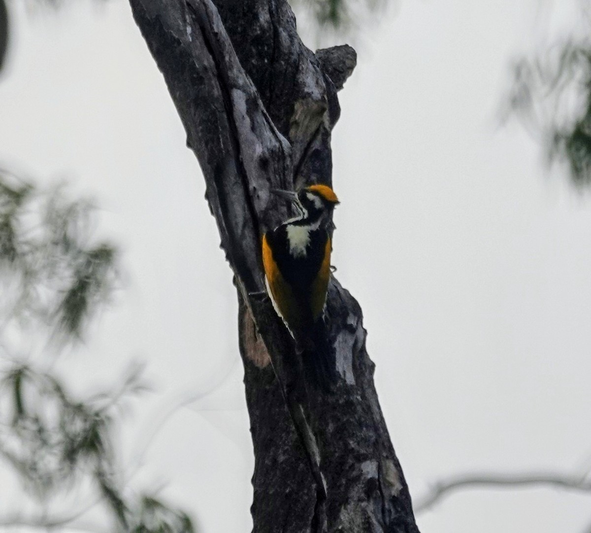 White-naped Woodpecker - ML644636867