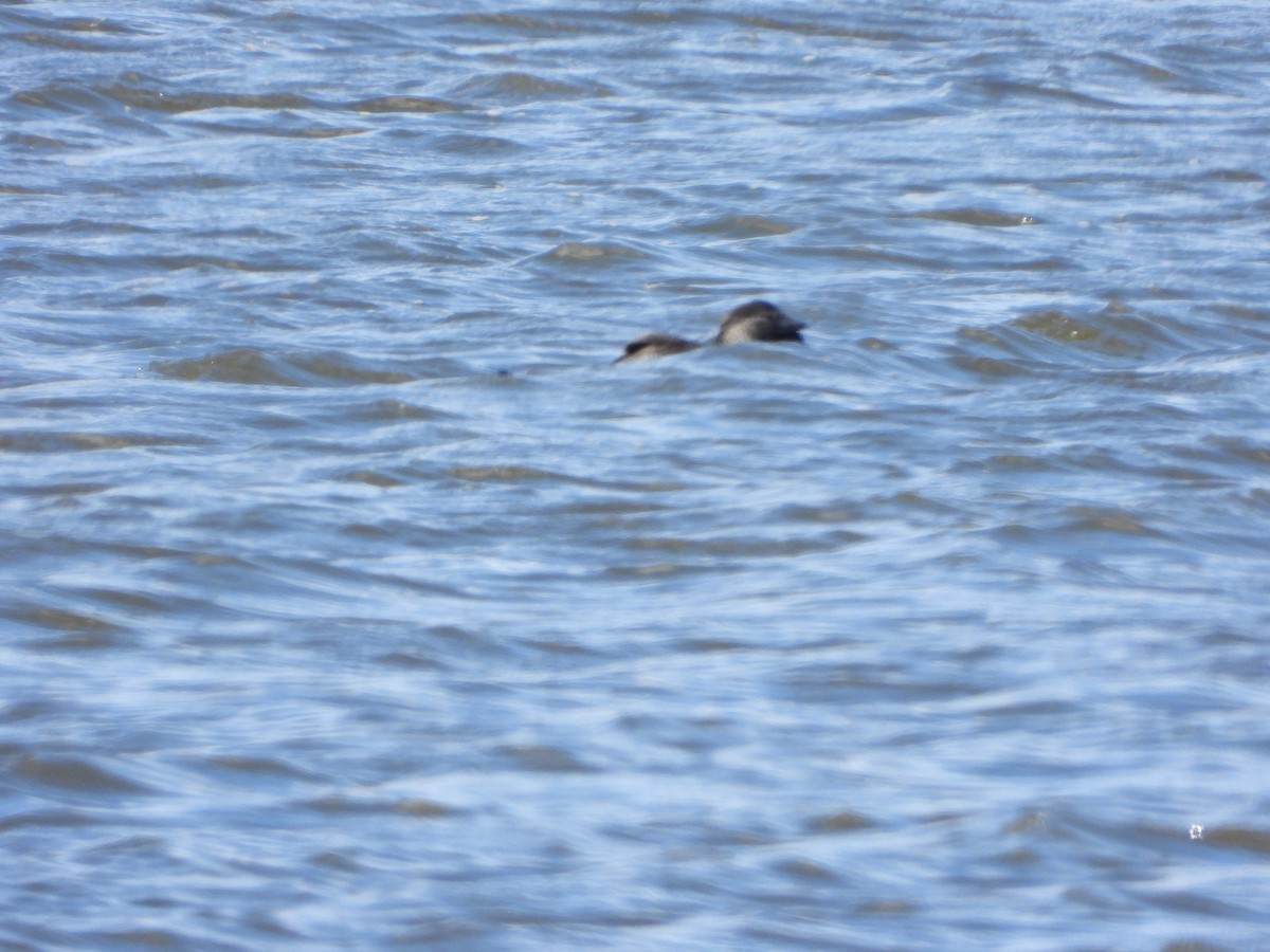 Musk Duck - ML644636874