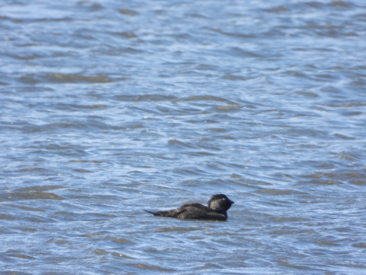 Musk Duck - ML644636875