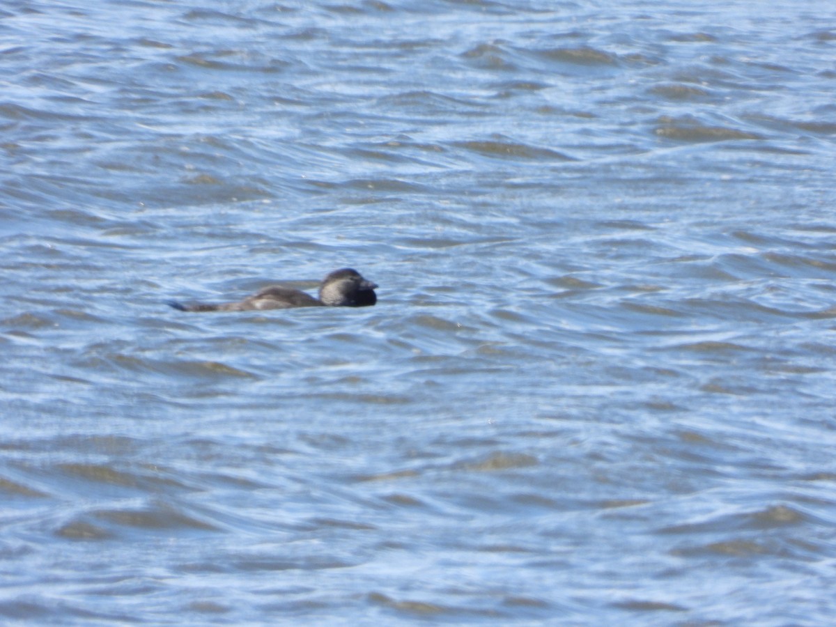 Musk Duck - ML644636876