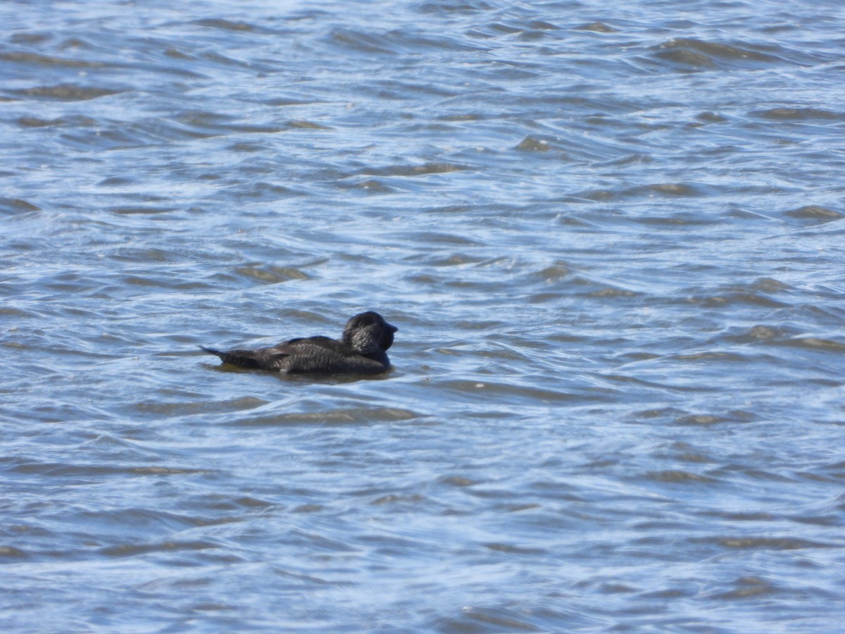 Musk Duck - ML644636877