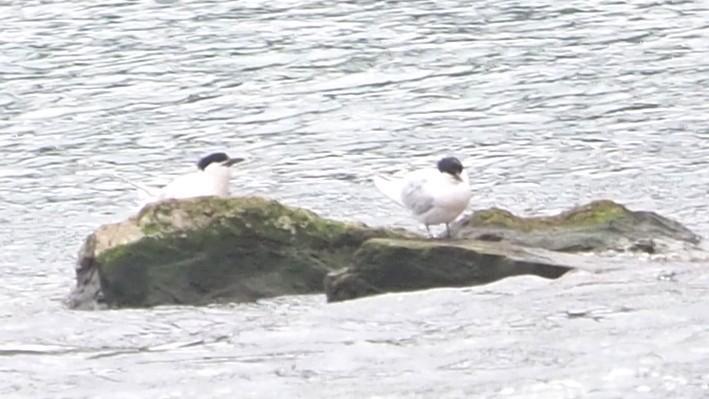 rybák severní - ML644636886