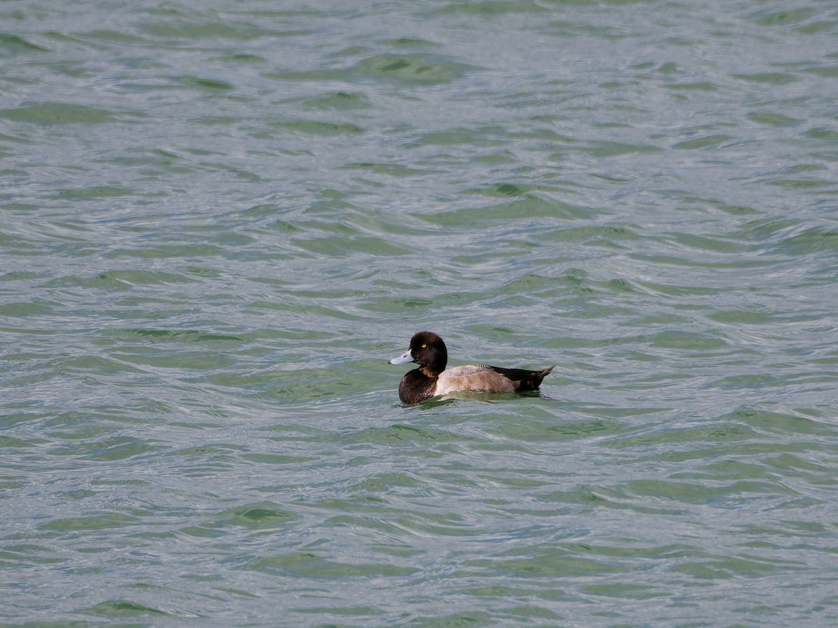 スズガモ - ML644636894