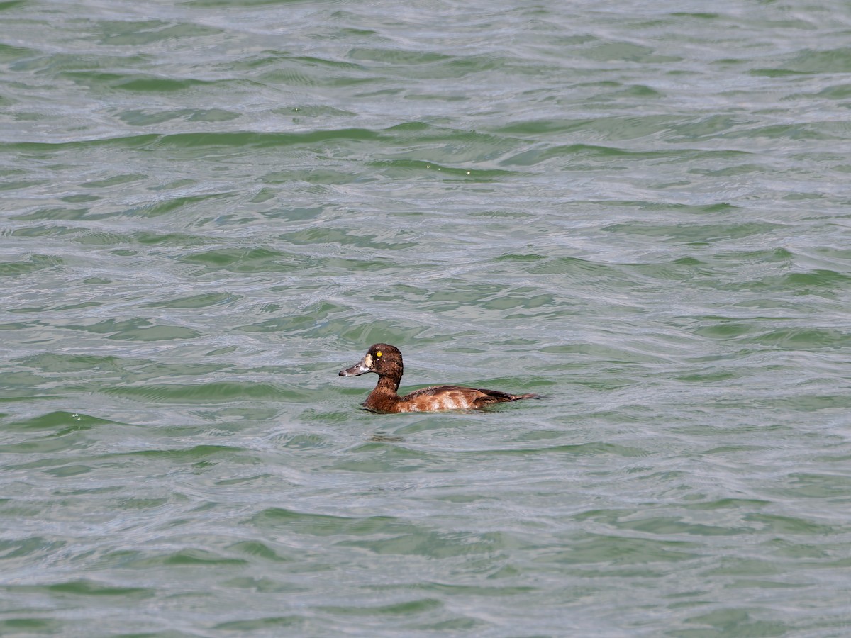 スズガモ - ML644636900