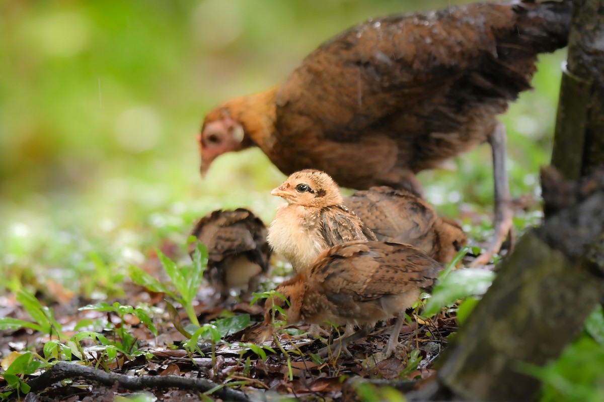 kur bankivský - ML644636901